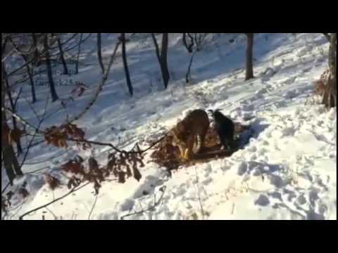 Момент нападения тигра Амура на козла Тимура! Момент нападения тигра Амура на козла Тимура!