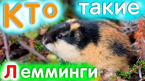 Кто такие ЛЕММИНГИ? Образ жизни грызунов🐭яХрумка