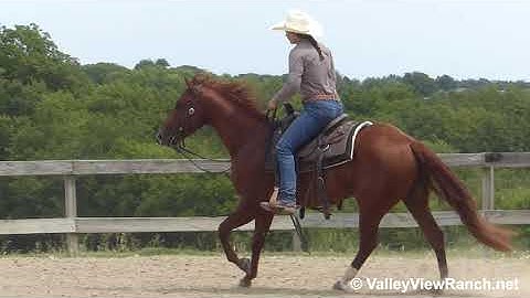 A Timely Meteles Cat - jog, lope, stops, lead changes, turns! - ValleyViewRanch.net