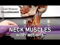 Mastering Neck Muscles and Movements
