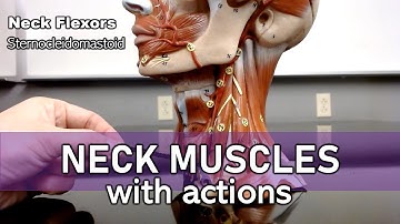 Neck muscles (with actions and labels)
