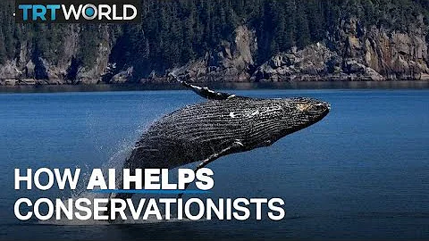 How AI is helping conservationists