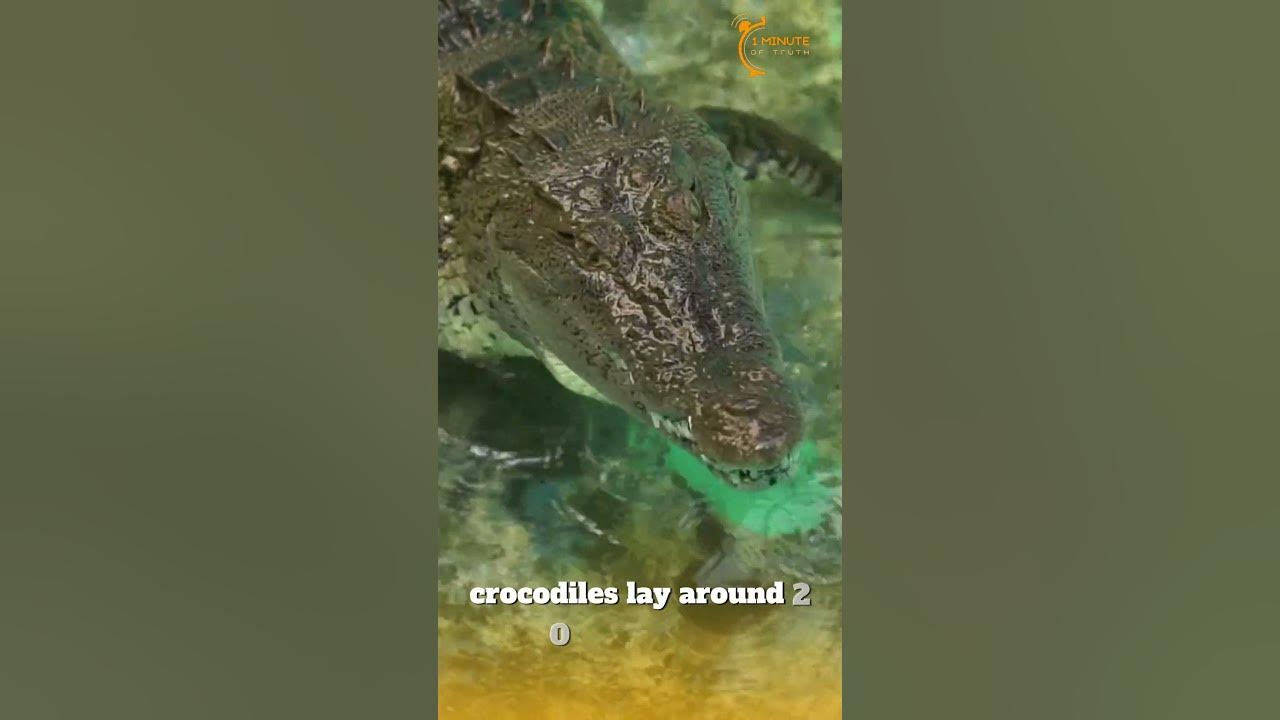 Crocodiles Lay Eggs Or Give Birth? - YouTube