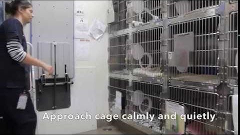 Safely Removing a Cat from its Cage