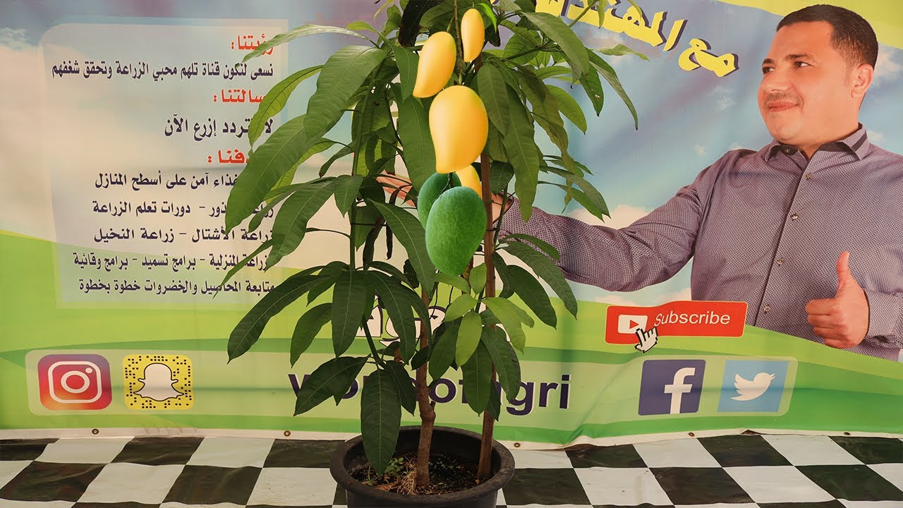اسرار زراعة المانجو في المنزل, العناية باشجار المانجو حتي الاثمار,