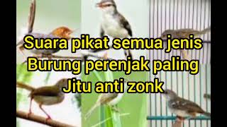 suara pikat semua jenis prenjak paling jituh