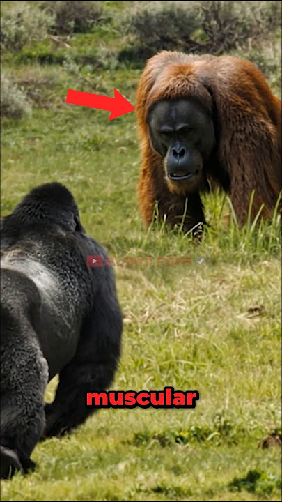 Orangutan VS Gorilla Meet in The Wild! #shorts