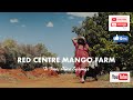 Mango farm - Red centre #alicesprings