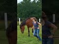 Horses are magnificent.   #horses #libertytraining #cowgirl #mustanghorse