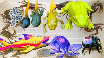 Kem Ốc Chanel tìm hiểu vòng đời của con ếch, cá mập bắt con côn trùng: con kiến, con rết, con nhện.