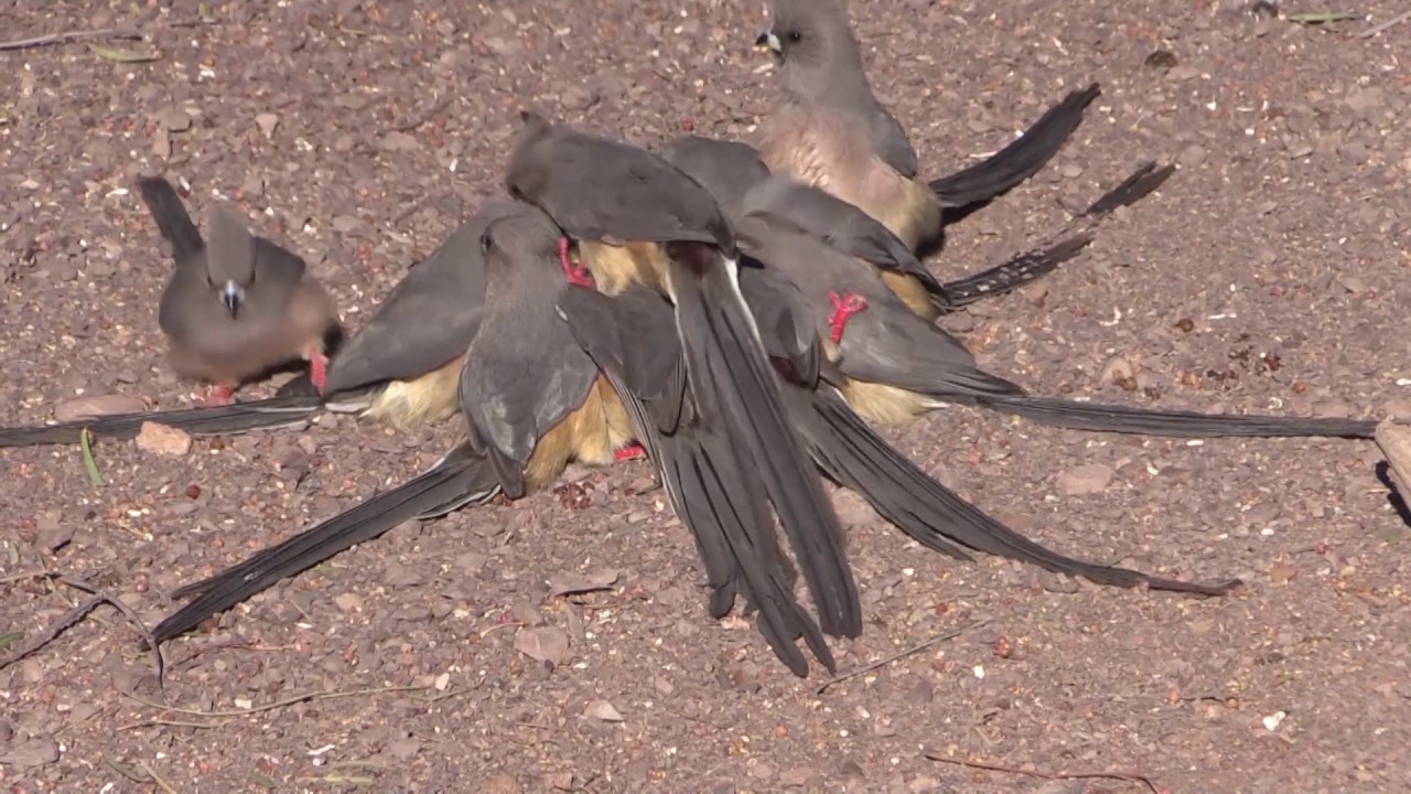 camera iphone 8 plus apk White-backed mousebirds in Loxton