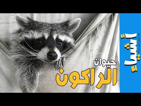 غرائب حيوان الراكون | حقائق رائعة عن الراكون ستكتشفها لأول مرة!!🦊😱