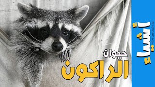 غرائب حيوان الراكون | حقائق رائعة عن الراكون ستكتشفها لأول مرة!!🦊😱