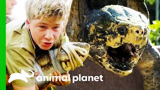 Robert Irwin's Best Reptile Moments | Crikey! It's the Irwins