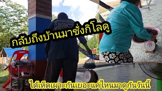 สรุปวันนี้ได้เห็ดเผาะคนละกี่กิโลมาชั่งกันดู....???#เห็ดเผาะ #เห็ดระโงก