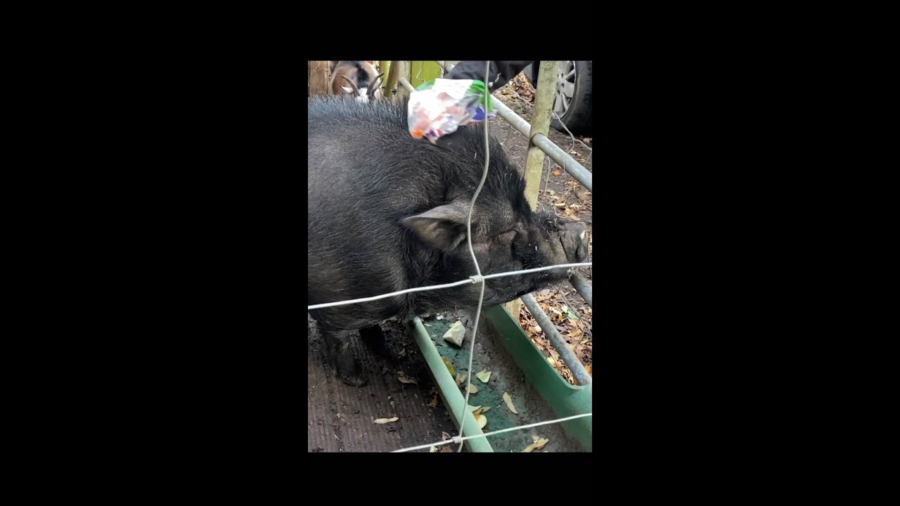 Do Potbelly Pigs Like To Cuddle? The 15 New Answer