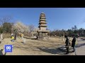 3D 180VR 4K a Stone Pagoda and Cherry Blossom a beautiful Sight 360VR