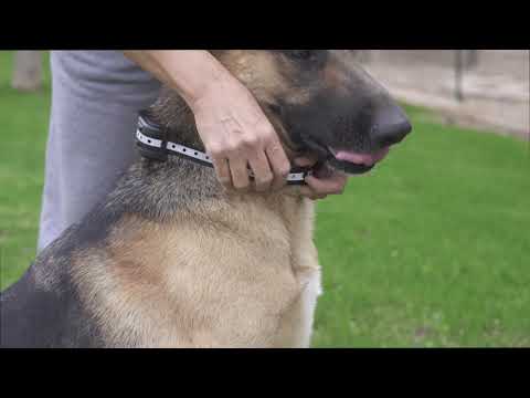 wiez-wireless-dog-fence-teaching-video--1