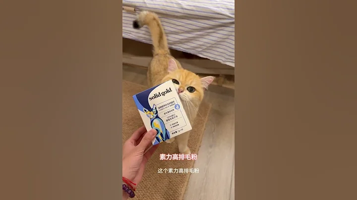 Video 10863671: british shorthair baby cat, gold british shorthair, little british shorthair, british hair cat