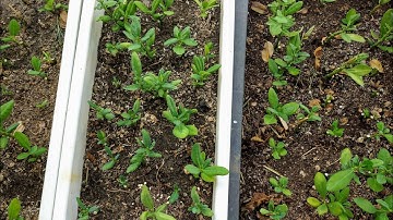 #108 CÂY THẠCH ANH trị bệnh gì - Thông báo tháng 7-2021