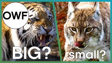 Big Cats & Small Cats: What