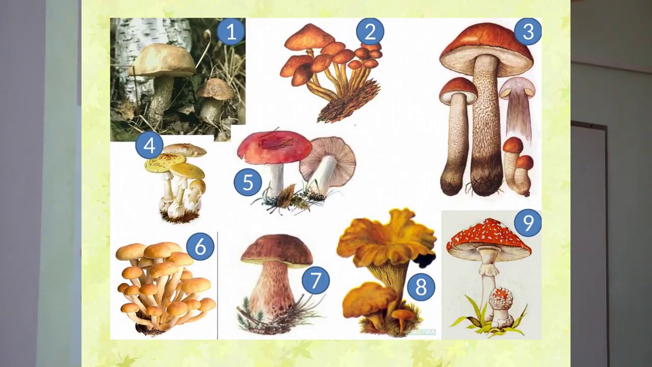 Урок биологии грибы. Грибы 5 класс биология. Биология 5 кл что такое грибы. Урок биологии 5 класс грибы. Карточки по биологии 5 класс грибы.