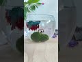 Betta Fish : The Ultimate Guide. #bettafish #aquarium #love
