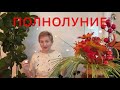 🔴 ПОЛНОЛУНИЕ 19 ноября 2021 🔴Не торопись …. успокойся