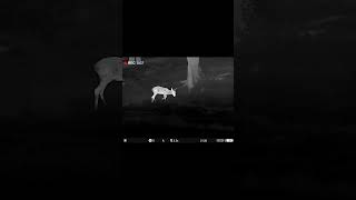 From First to Last Light with Pulsar Thermal Imaging - In the field with Danny from Scott Country.