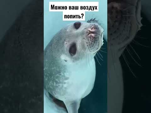 #приколы #приколысживотными #животные