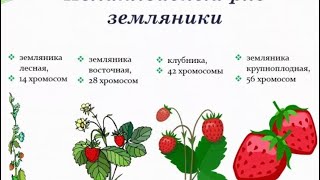 Клубника в блочных, стеклянных теплицах. Ранний урожай . Клубника с отоплением .