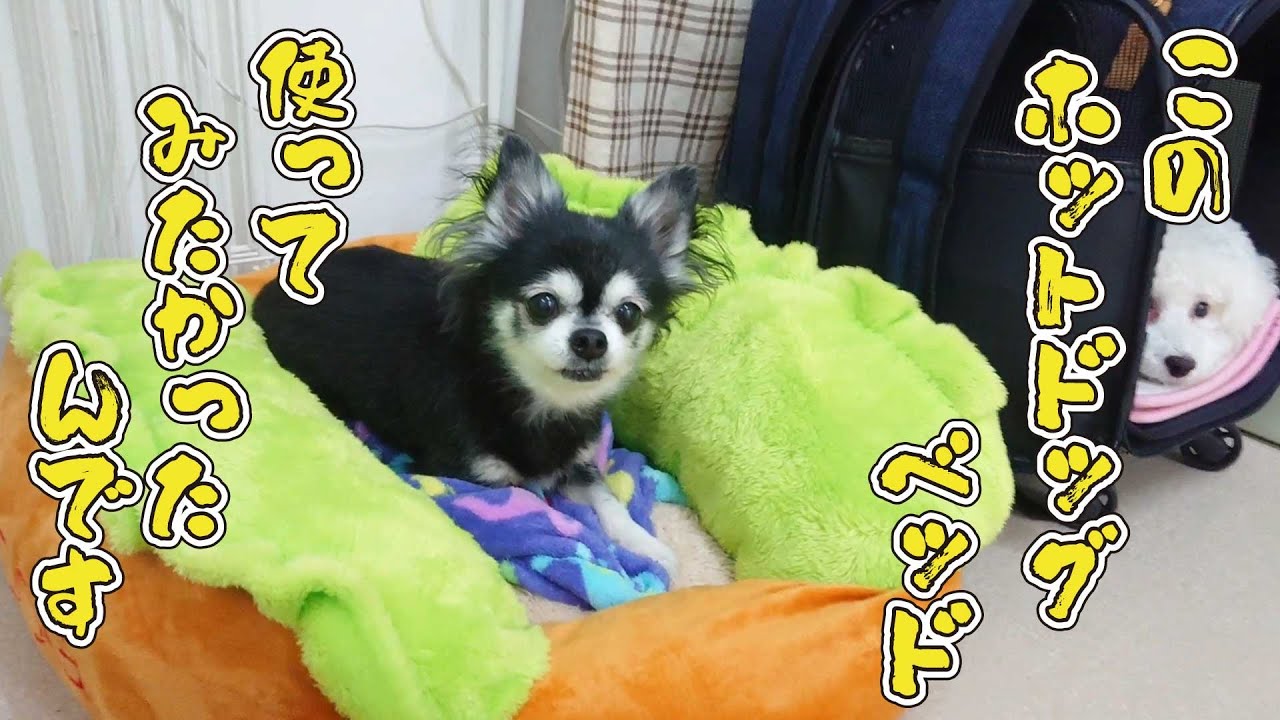 憧れのホットドッグベッドにおじゃまチワワのふぅ さん ひみつきちなう 2 チワワ 柴犬 トイプードル ミニチュアピンシャー ミックス犬 Youtube