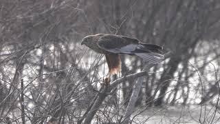 Aguilucho Lagunero macho reclamando