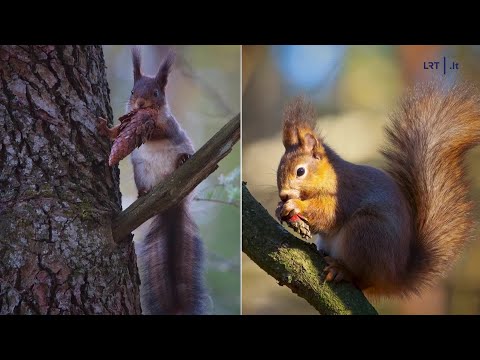 Video: Kaip atrodo voverė? Neįprastos žuvies išoriniai bruožai ir gyvenimo būdas