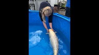 Koi Carp Pond Hobbyist Koi Carp Pond Hobbyist