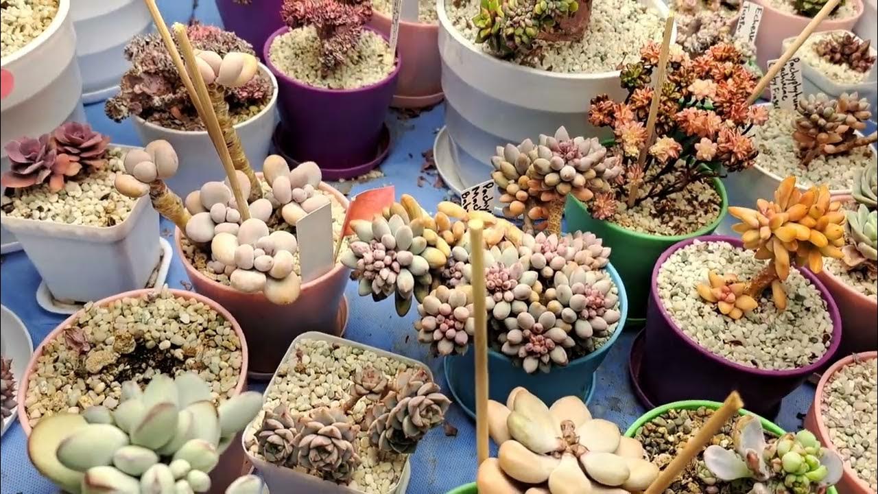 INDOOR GARDEN TOUR/ UPDATE MARCH 2023 YouTube