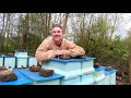 Traitements varroa et miniplus en action  apiculture s04e06