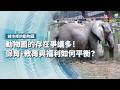 動物園的存在爭議多！保育、教育與福利如何平衡？｜城市裡的動物園｜公視 #獨立特派員 第956集 20260610