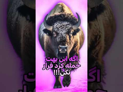 هیچوقت از دست بوفالو فرار نکن حیوانات فکت خنده