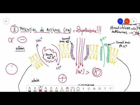 Video: Când apare repolarizarea?