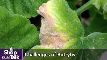 Tips on Botrytis Management in the Greenhouse From SePro