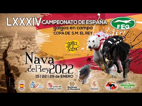 Los mejores momentos de las Semifinales " LXXXIV CTO DE ESPAÑA DE GALGOS EN CAMPO"