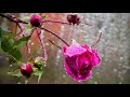 Музыка дождя. Music of the rain.