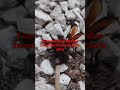 new lavra will grow inside tarantulas body