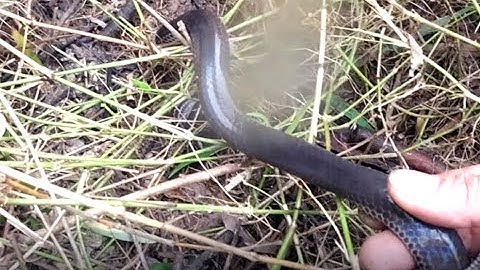 TẬP [ 105 ] ngày đầu tiên _đi  cắm câu rắn và cái kết ....