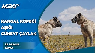 Kangal Köpeği Aşığı Cüneyt Çaylak / Anadolu Aslanları - Agro TV