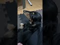 パパの帰りが待ち遠しくて、シッポブンブン笑 #dog #癒し #kawaii #可愛い #ミニチュアダックスフンド