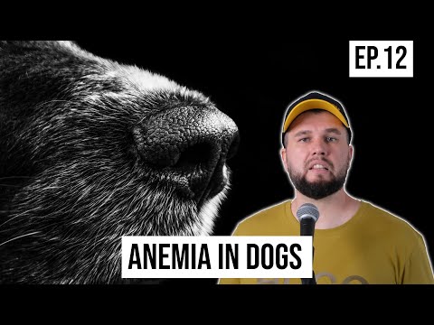 Video: Die Ursachen der Canine Hyperthyreose