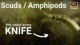 Amazing Amphipods - (narrated cinematic nature video 4k)