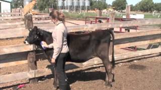 How To Show A Dairy Heifer- Short Version
